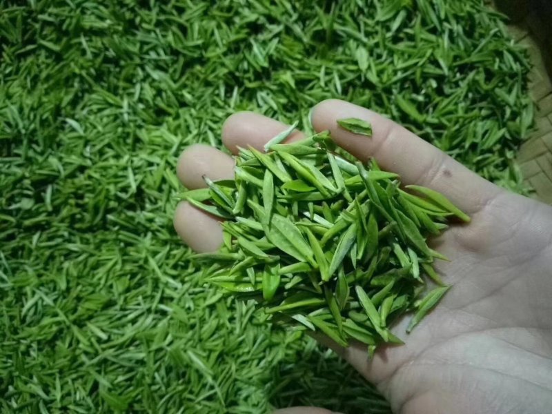 狗牯脑茶