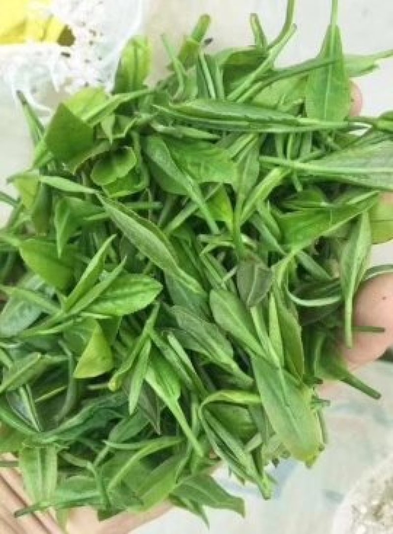 狗牯脑茶