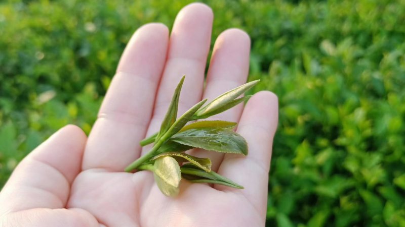 狗牯脑茶