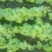 金莲花种苗