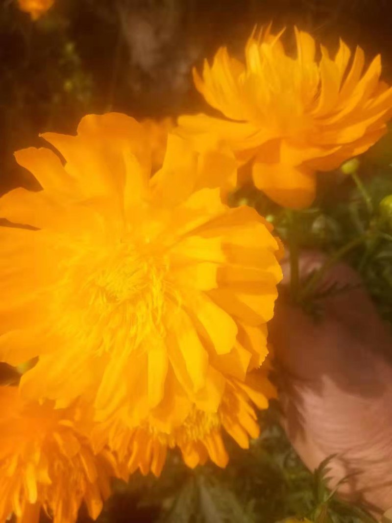 金莲花种苗