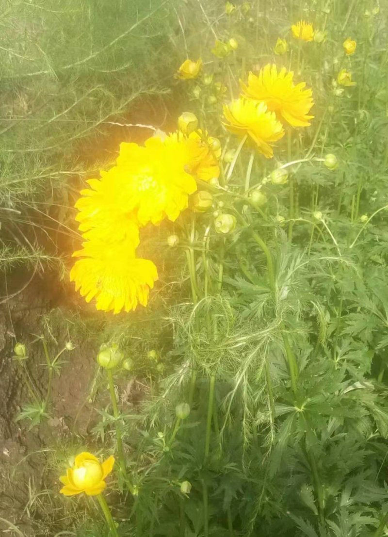 金莲花种苗