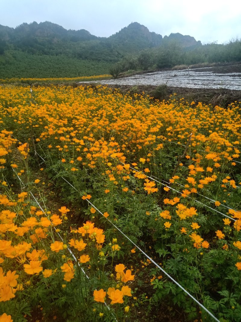 金莲花种苗
