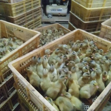 常年出售各种鸡鸭鹅苗高价回收
