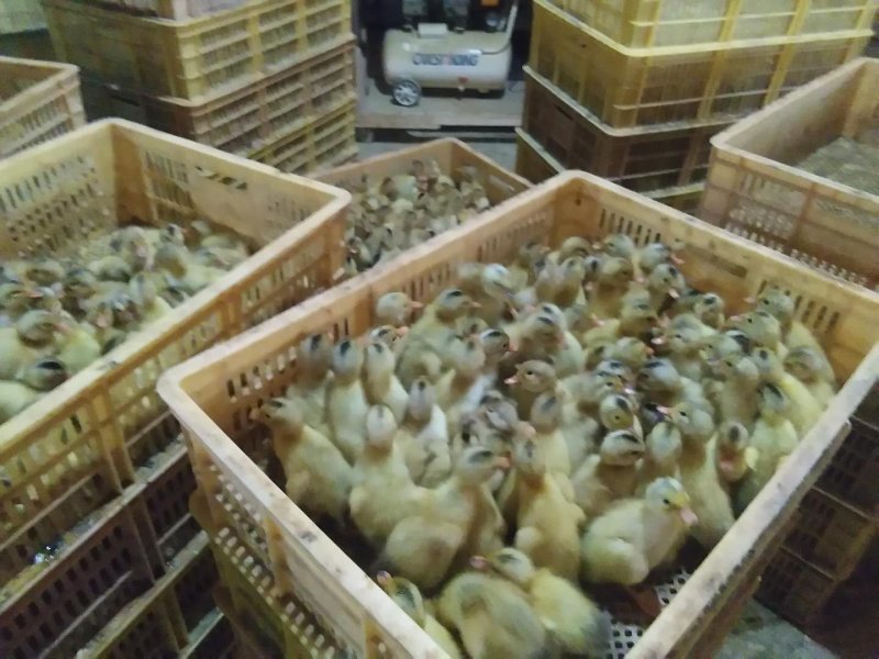 常年出售各种鸡鸭鹅苗高价回收