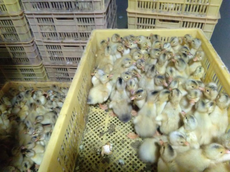 常年出售各种鸡鸭鹅苗高价回收