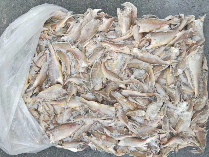 小黄花鱼两去食品厂罐头厂原料各规格