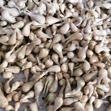 衡阳藠头