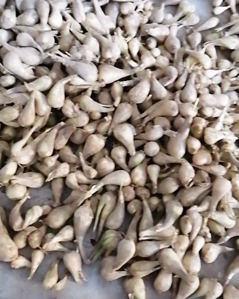 衡阳藠头
