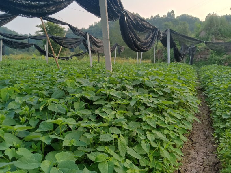 毛叶山桐子苗，2020年毛叶山桐子苗预售了。一年苗，二年