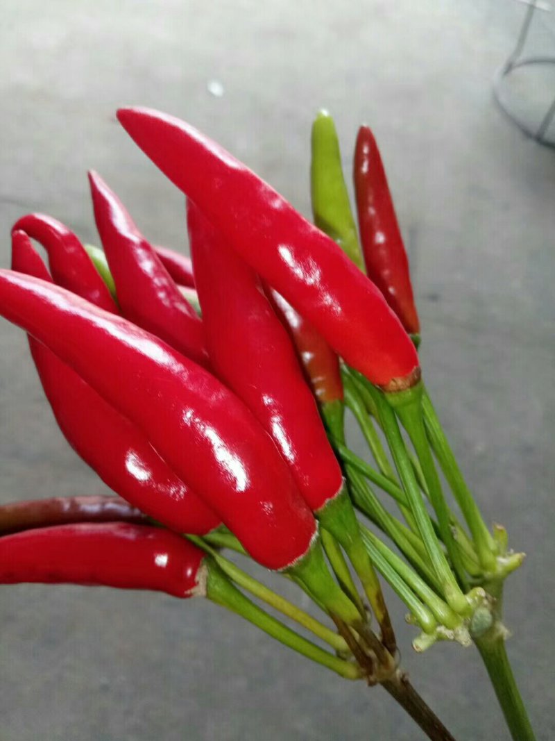 鲜红三英辣椒
