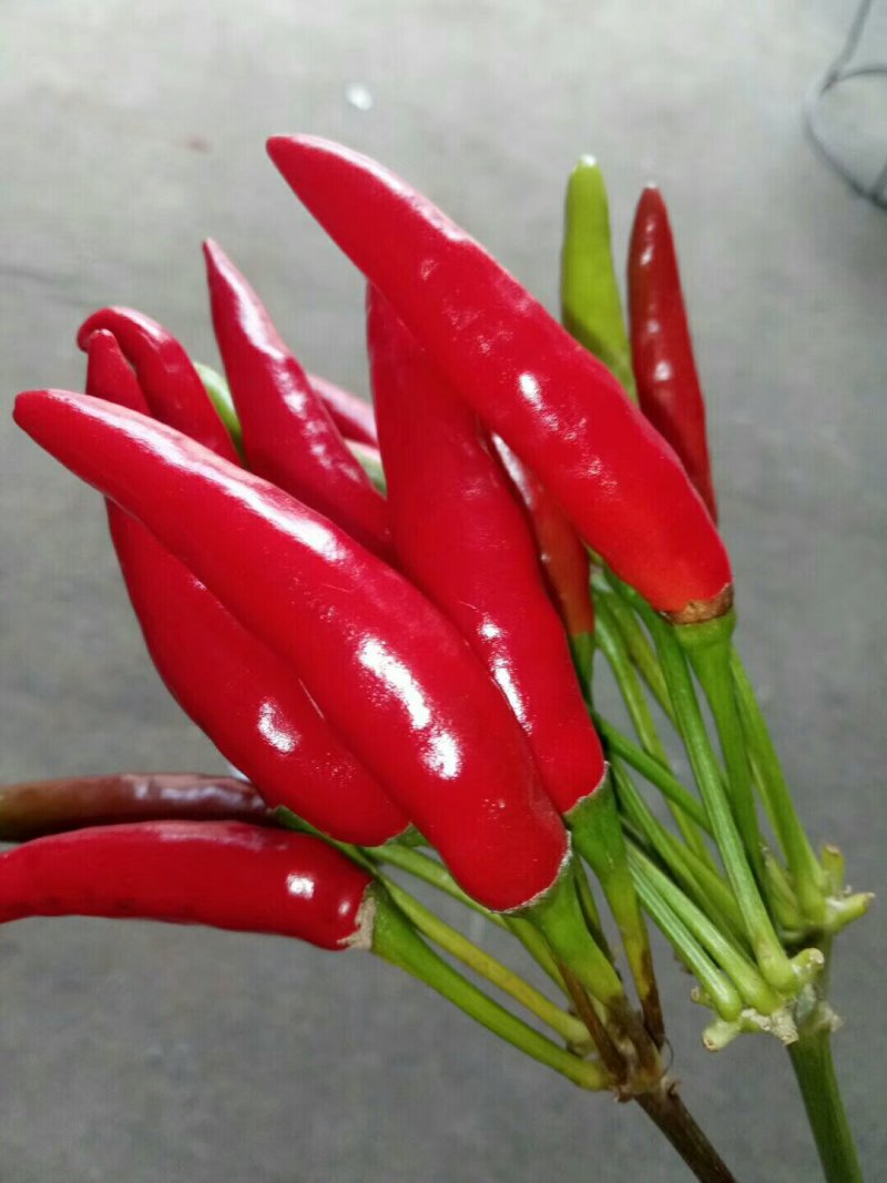 鲜红三英辣椒