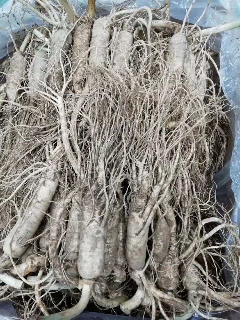 【特别推荐】各种规格长白山新鲜人参，优质选货，