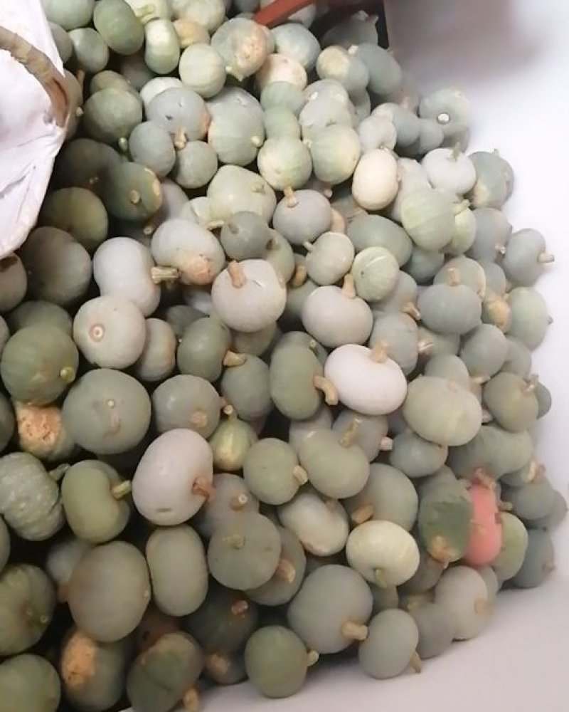新疆银栗南瓜