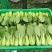 上海青小油菜万亩基地货源稳定诚信合作视频看货等您来电