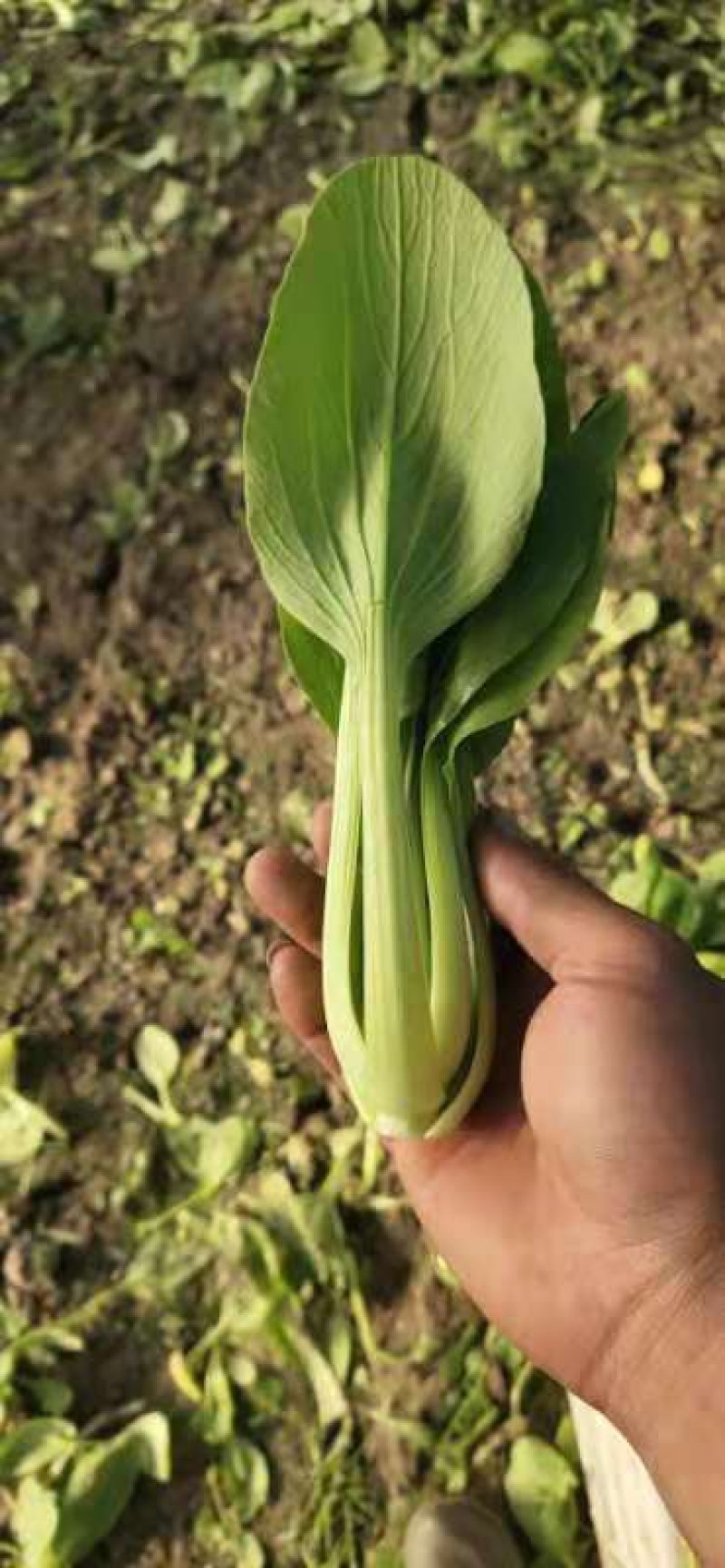 上海青小油菜万亩基地货源稳定诚信合作视频看货等您来电
