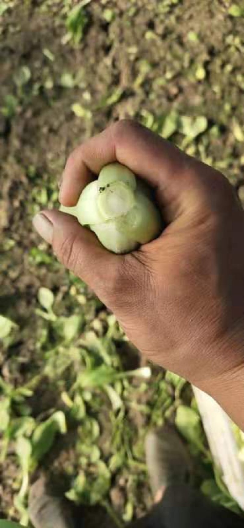 上海青小油菜万亩基地货源稳定诚信合作视频看货等您来电