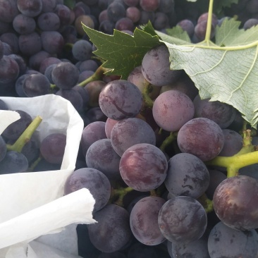 各种葡萄🍇