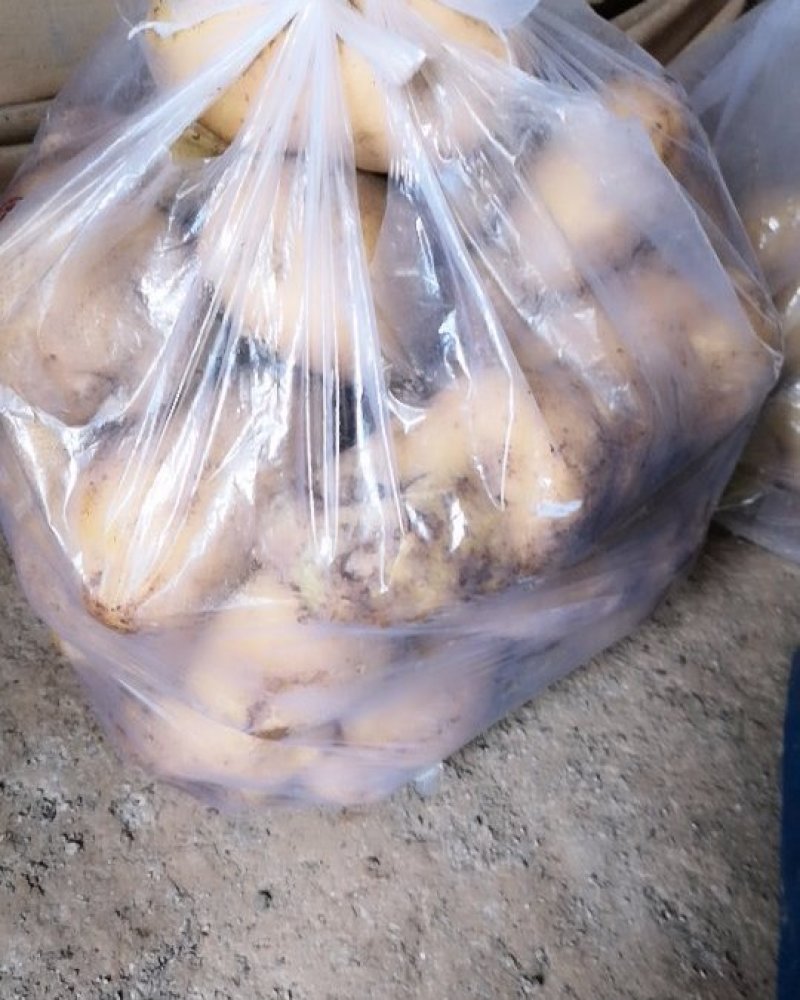 我这里有200多亩土豆待销。