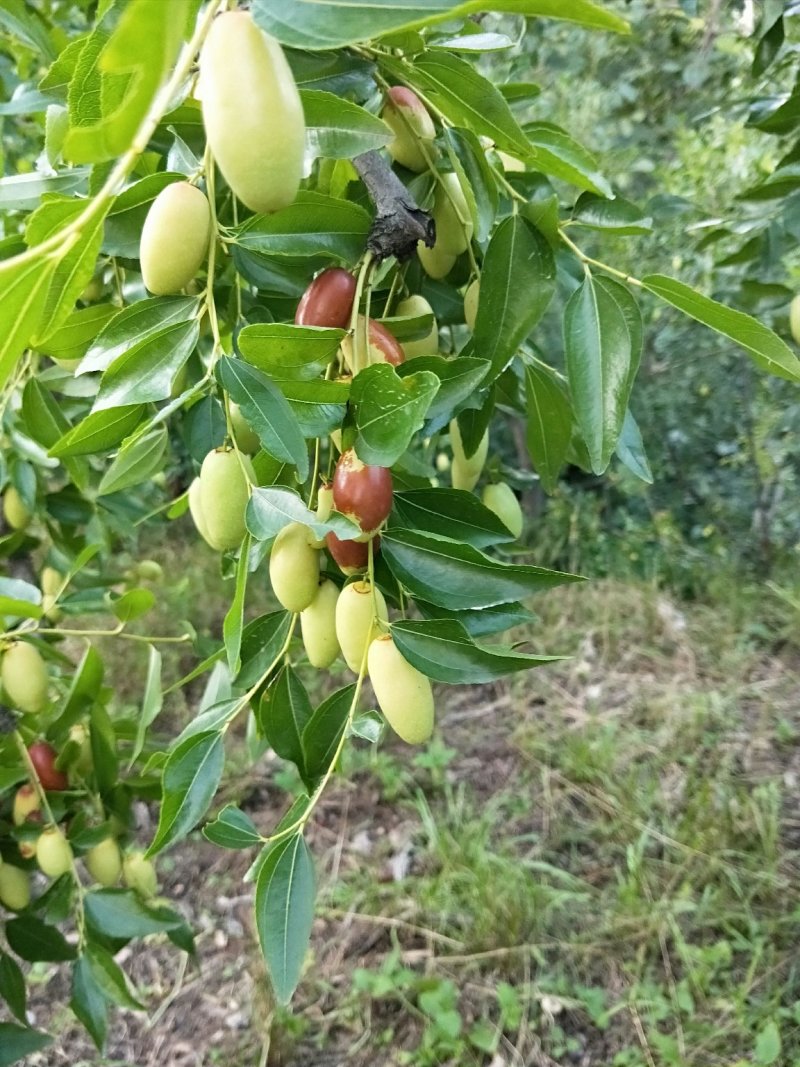 马牙枣