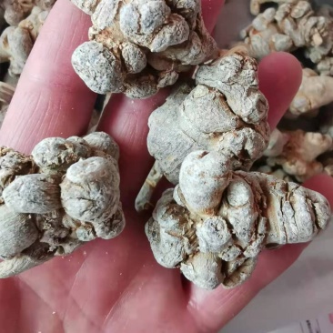云南特产三七田七文山三七500克可以免费打粉