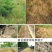 侨昌拼达30%草甘膦铵盐灭生除草剂果园苗圃牛筋草杂草烂根