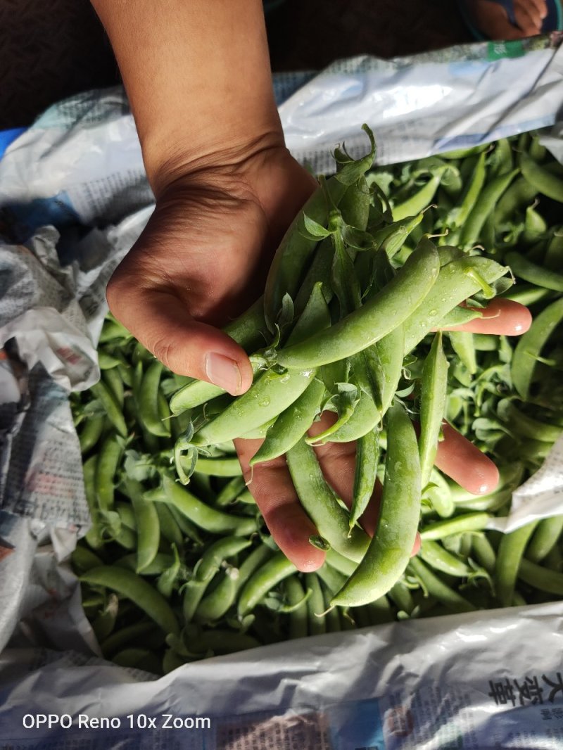 甜豆，夹豆，质好价优