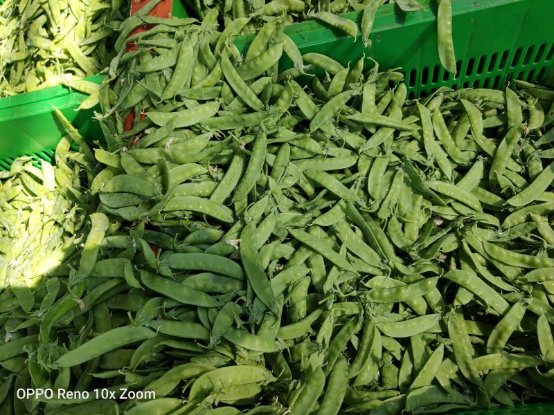 甜豆，夹豆，质好价优