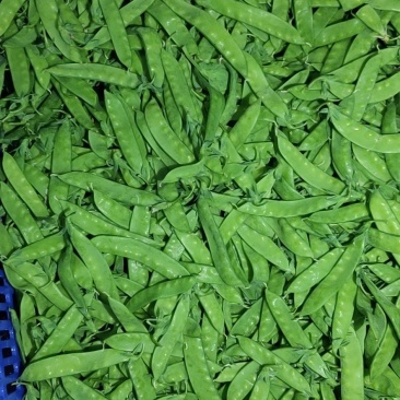 甜豆，夹豆，质好价优