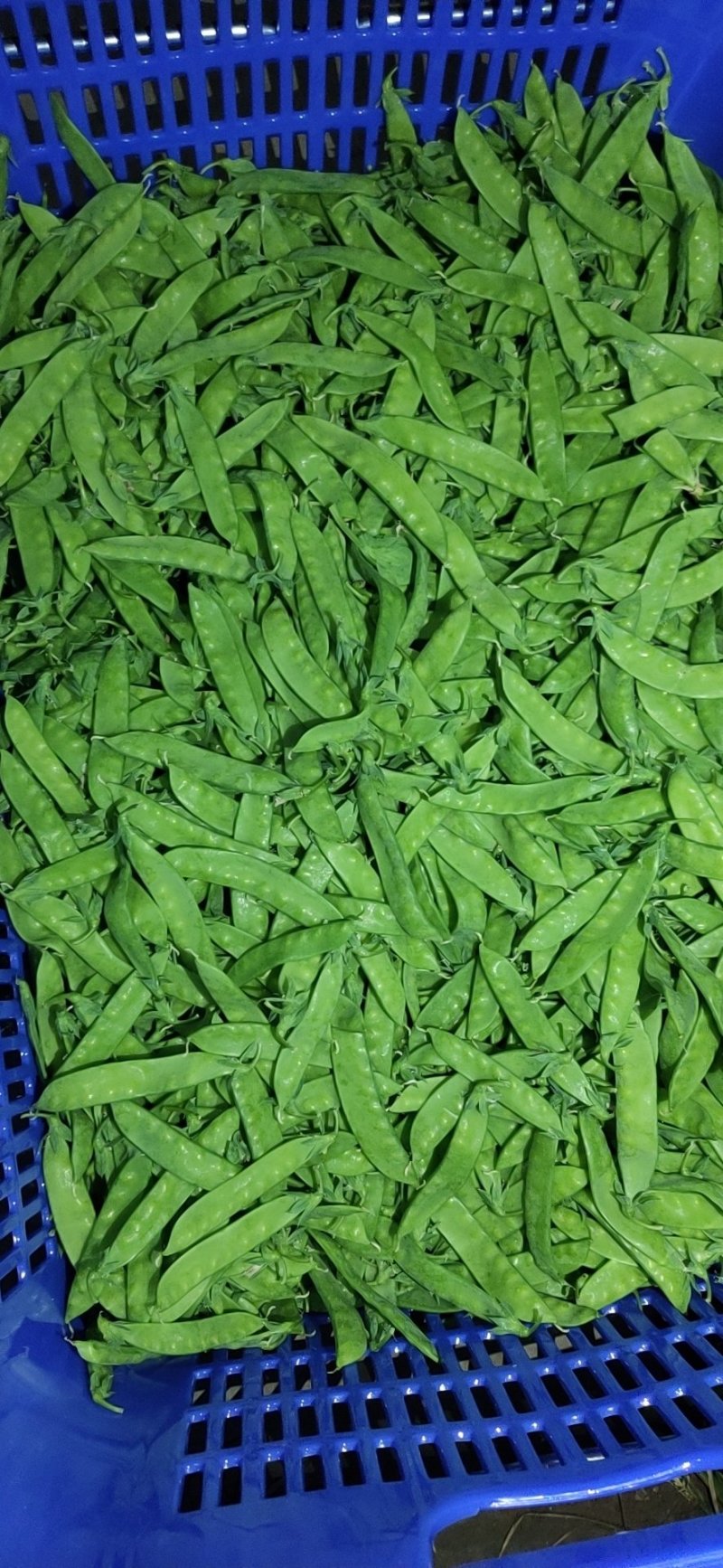 甜豆，夹豆，质好价优