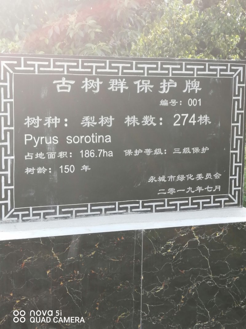 酥梨大量上市