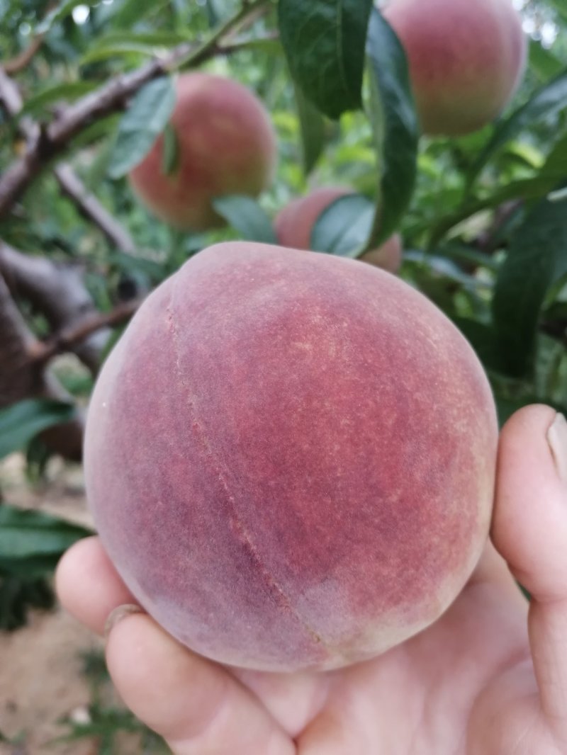 秋彤毛桃离核毛桃批发秋彤毛桃大量上市全国发货