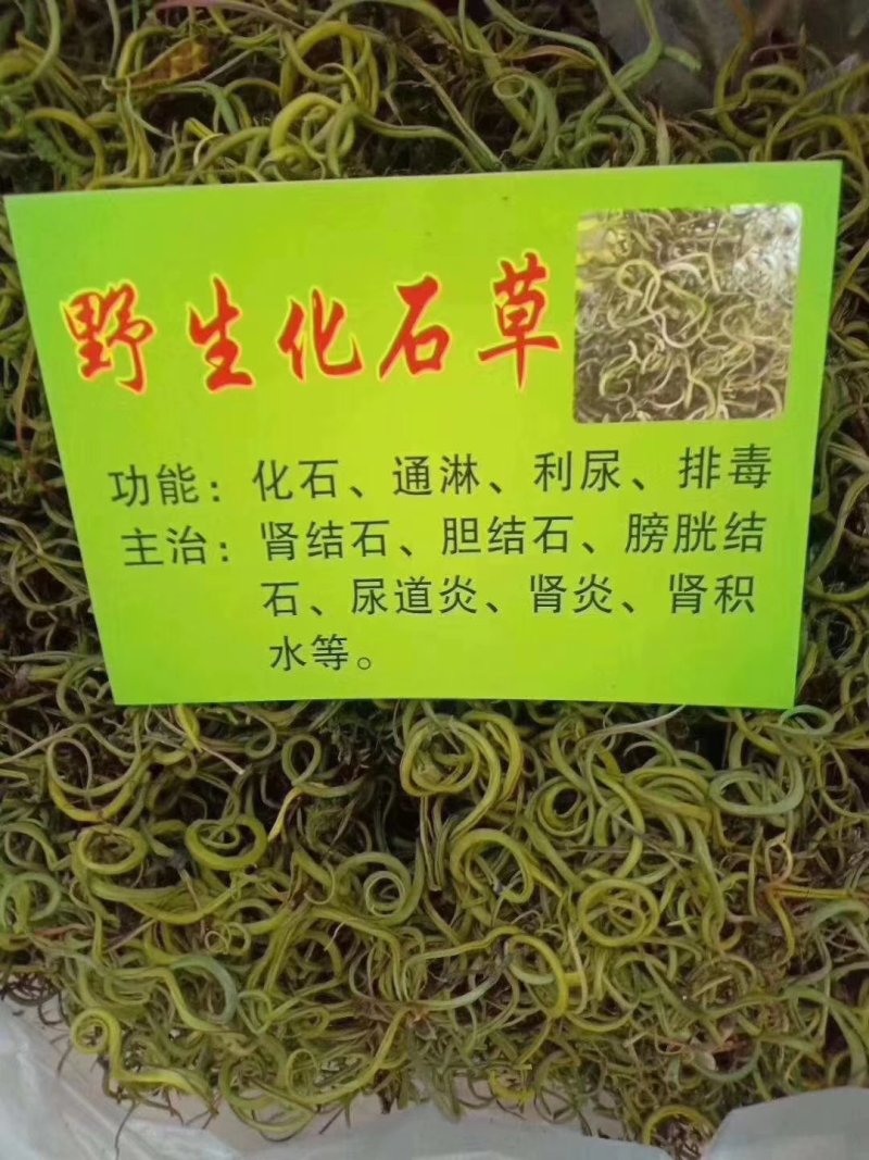 化石草