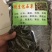 化石草