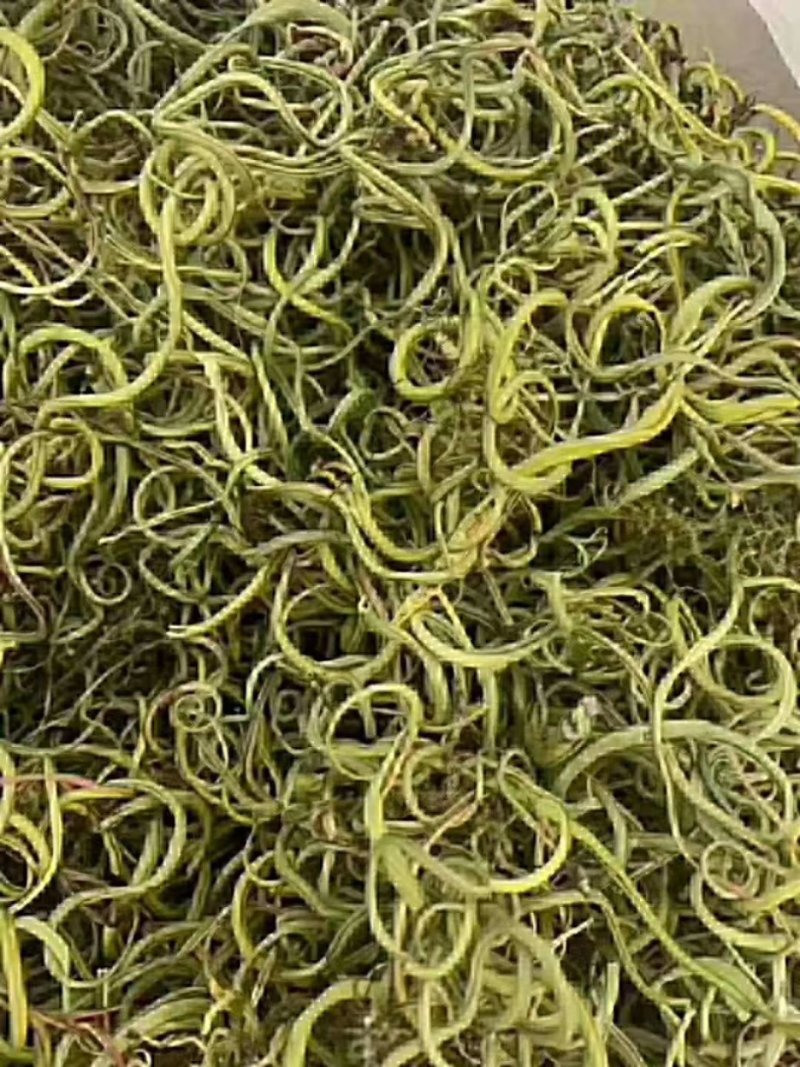 化石草
