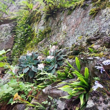 化石草