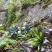 化石草