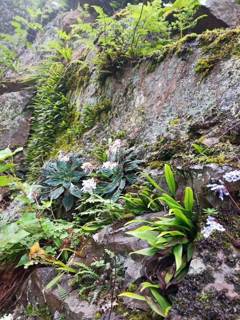 化石草