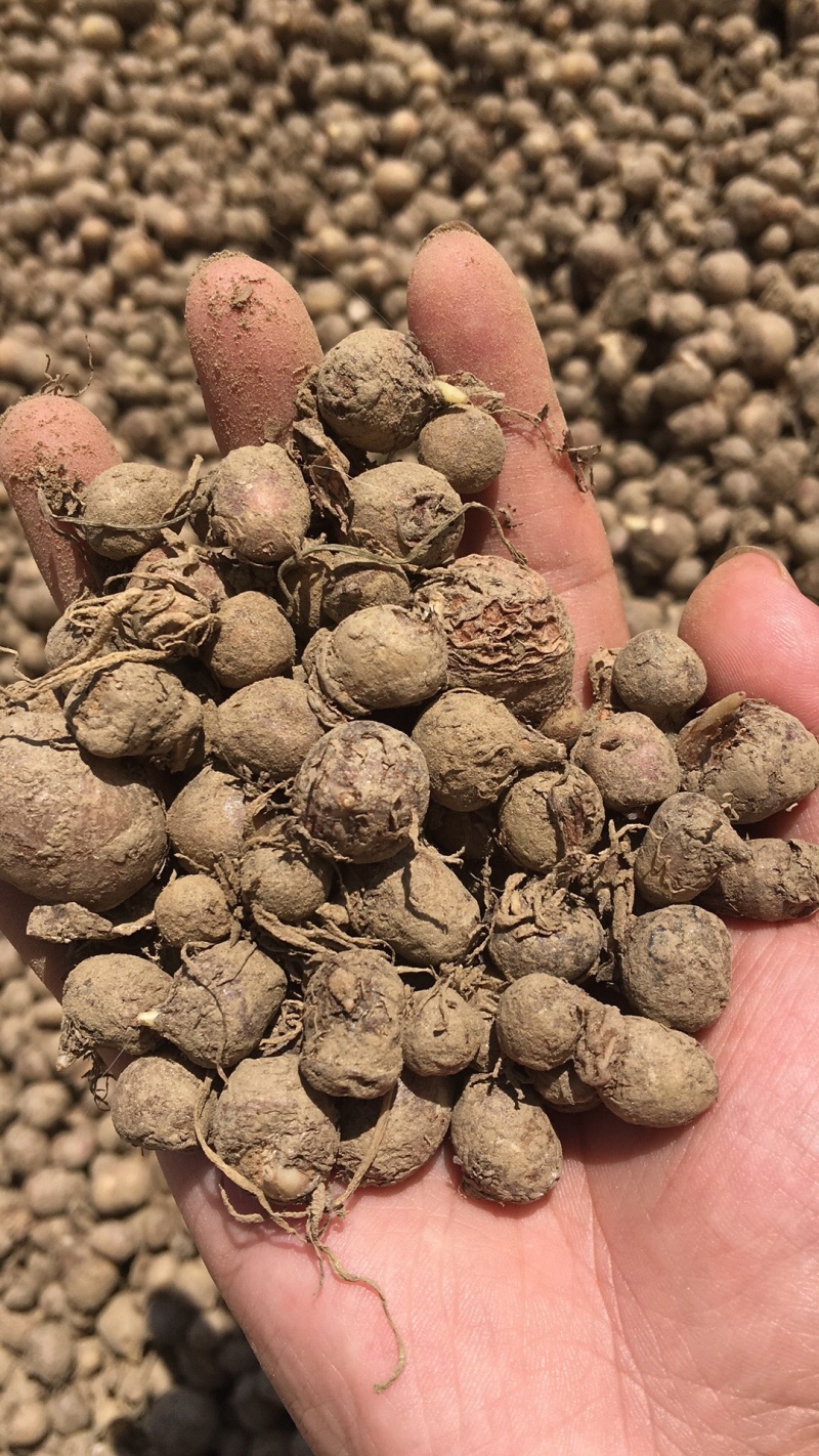 半夏种子，一年转旱半夏家种