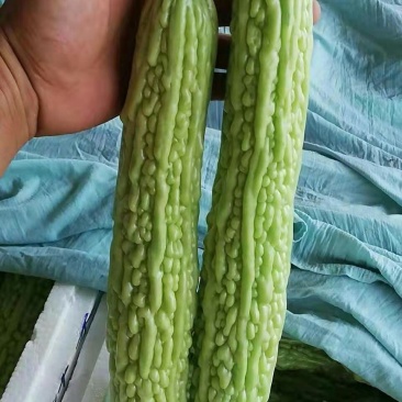 山东蔬菜，苦瓜，大量精品，有货，整车发货，