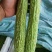 山东蔬菜，苦瓜，大量精品，有货，整车发货，