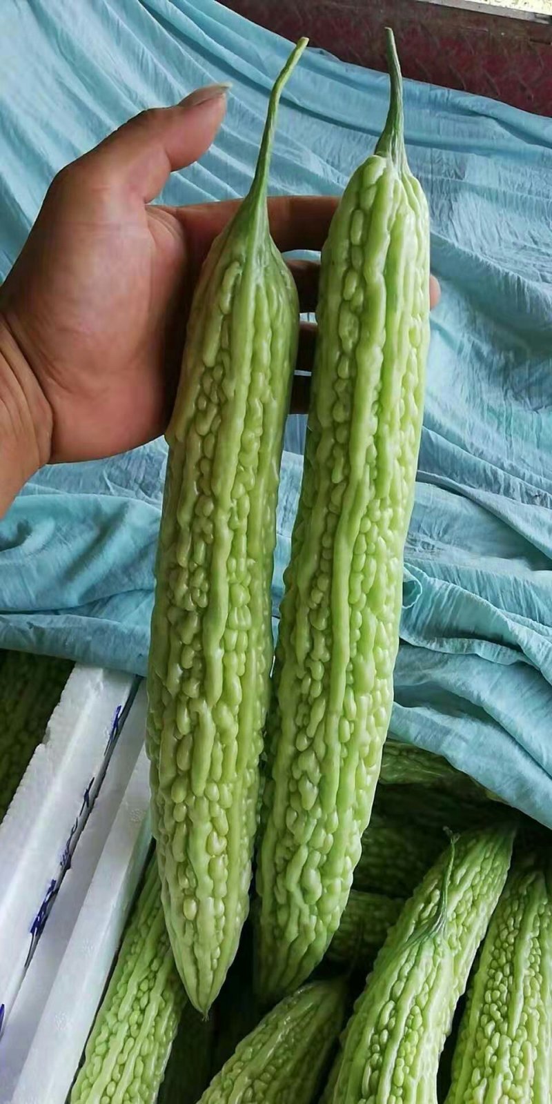 山东蔬菜，苦瓜，大量精品，有货，整车发货，