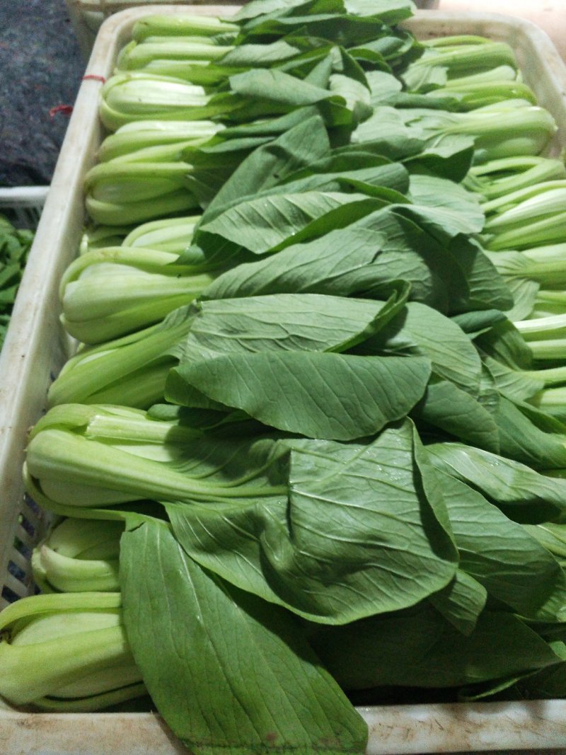 山东聊城优质货源，青菜，上海青质量优，上货量大