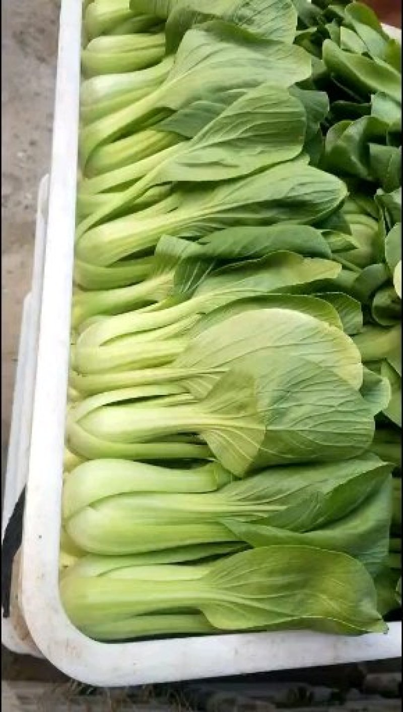山东聊城优质货源，青菜，上海青质量优，上货量大