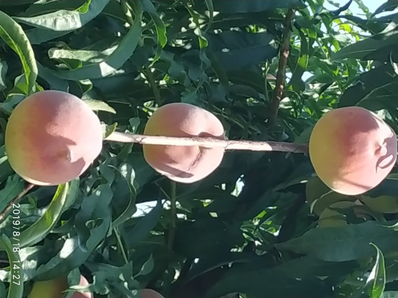 秋彤桃