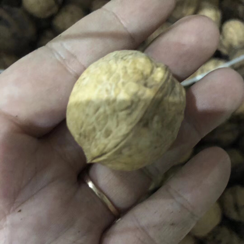 鳗鱼干
