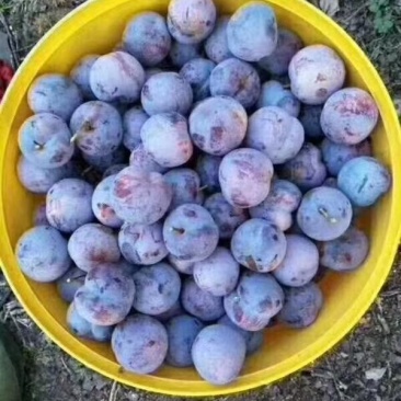 又甜又脆红李子_产地直销质量好