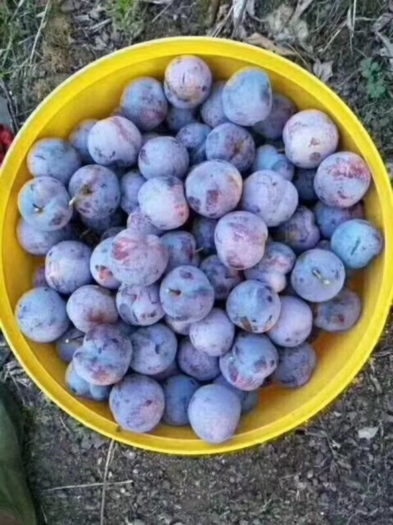 又甜又脆红李子_产地直销质量好