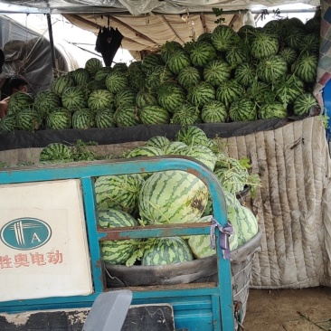 精品麒麟瓜有籽的