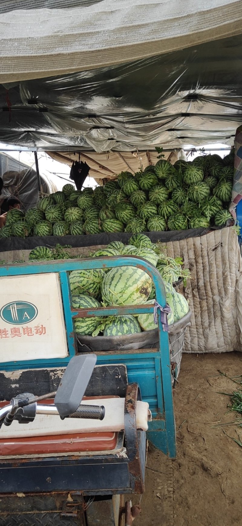 精品麒麟瓜有籽的
